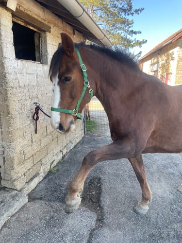 Customer photo review of iCavalos - Horse halter - Preorder