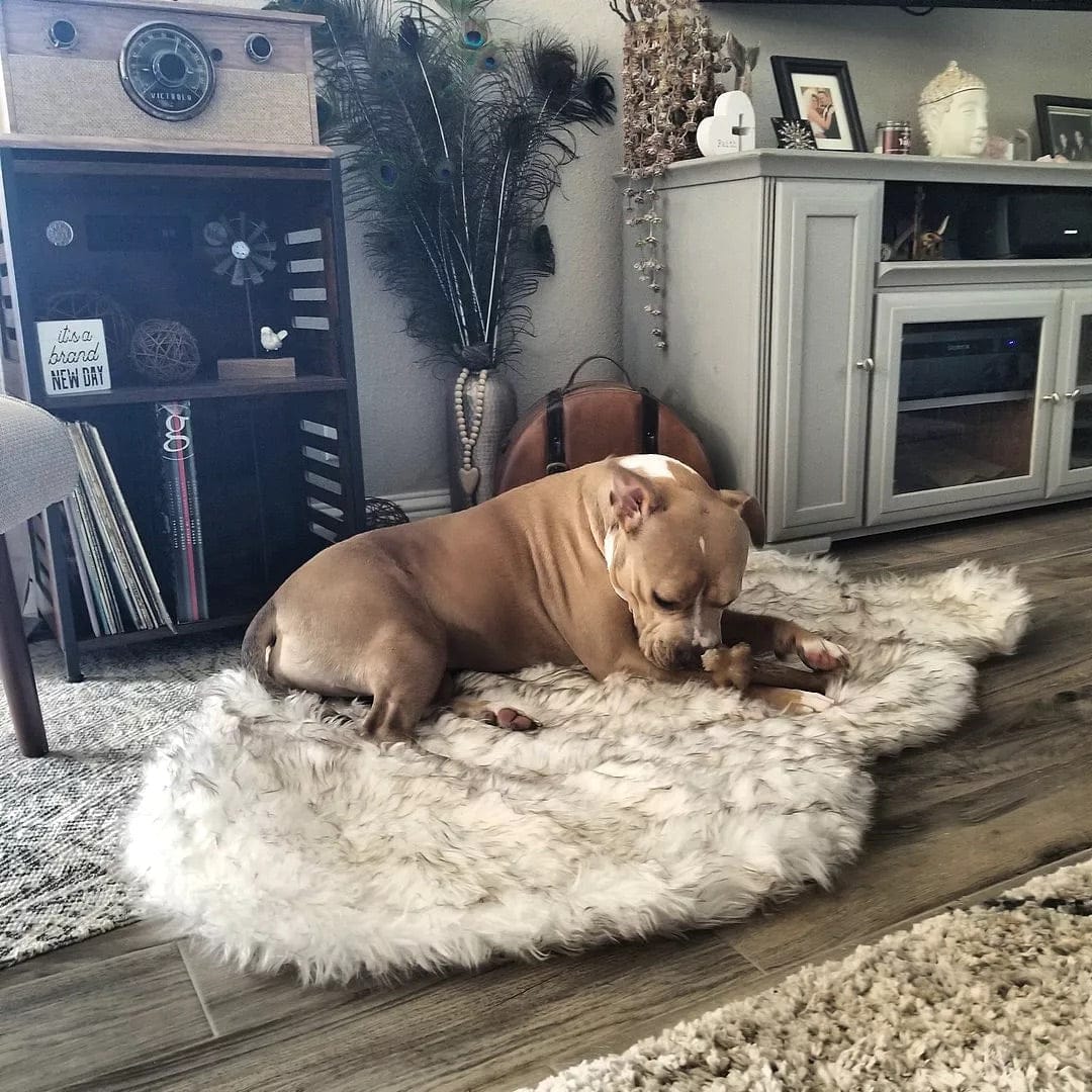 Customer photo review of Faux Fur Orthopedic Pup Rug - Curve White with Brown Accents