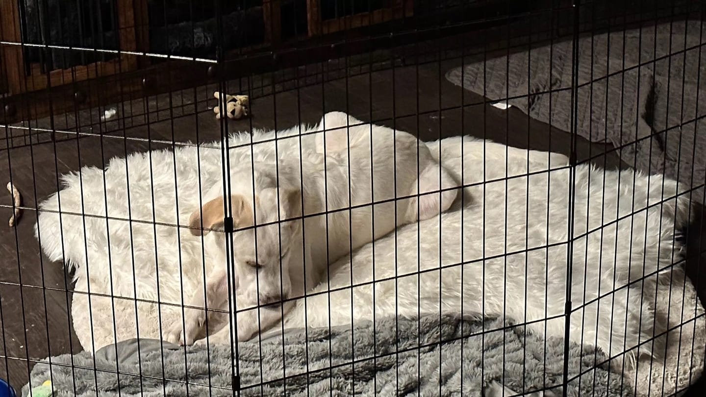 Customer photo review of Faux Fur Orthopedic Pup Rug - Curve White with Brown Accents
