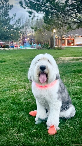 Customer photo review of WagWellies® Mojave Neon Orange