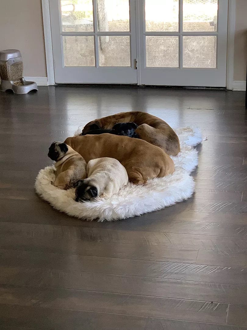 Customer photo review of Faux Fur Orthopedic Pup Rug - Curve White with Brown Accents