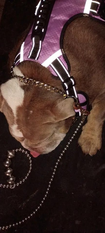 Customer photo review of Stainless Steel Dog Chain Collar Cuban Link Training Slip Chain
