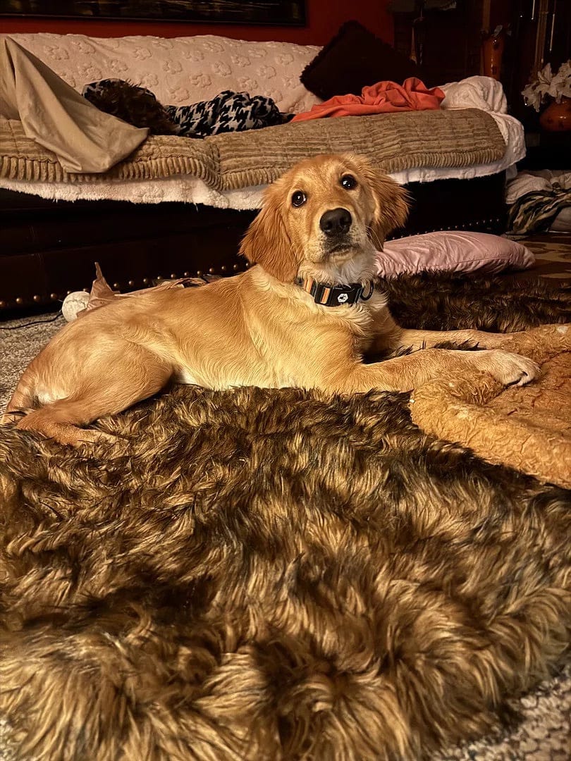 Customer photo review of Faux Fur Orthopedic PupRug - Curve Sable Tan