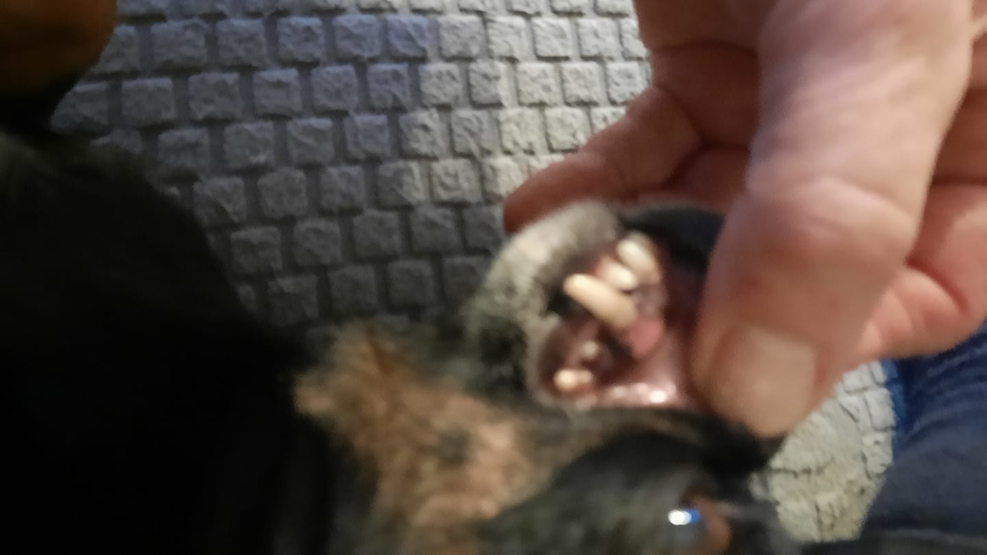 Customer photo review of Dentalspray bei Zahnstein für Hunde und Katzen