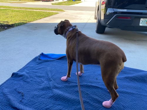 Customer photo review of WagWellies® Mojave