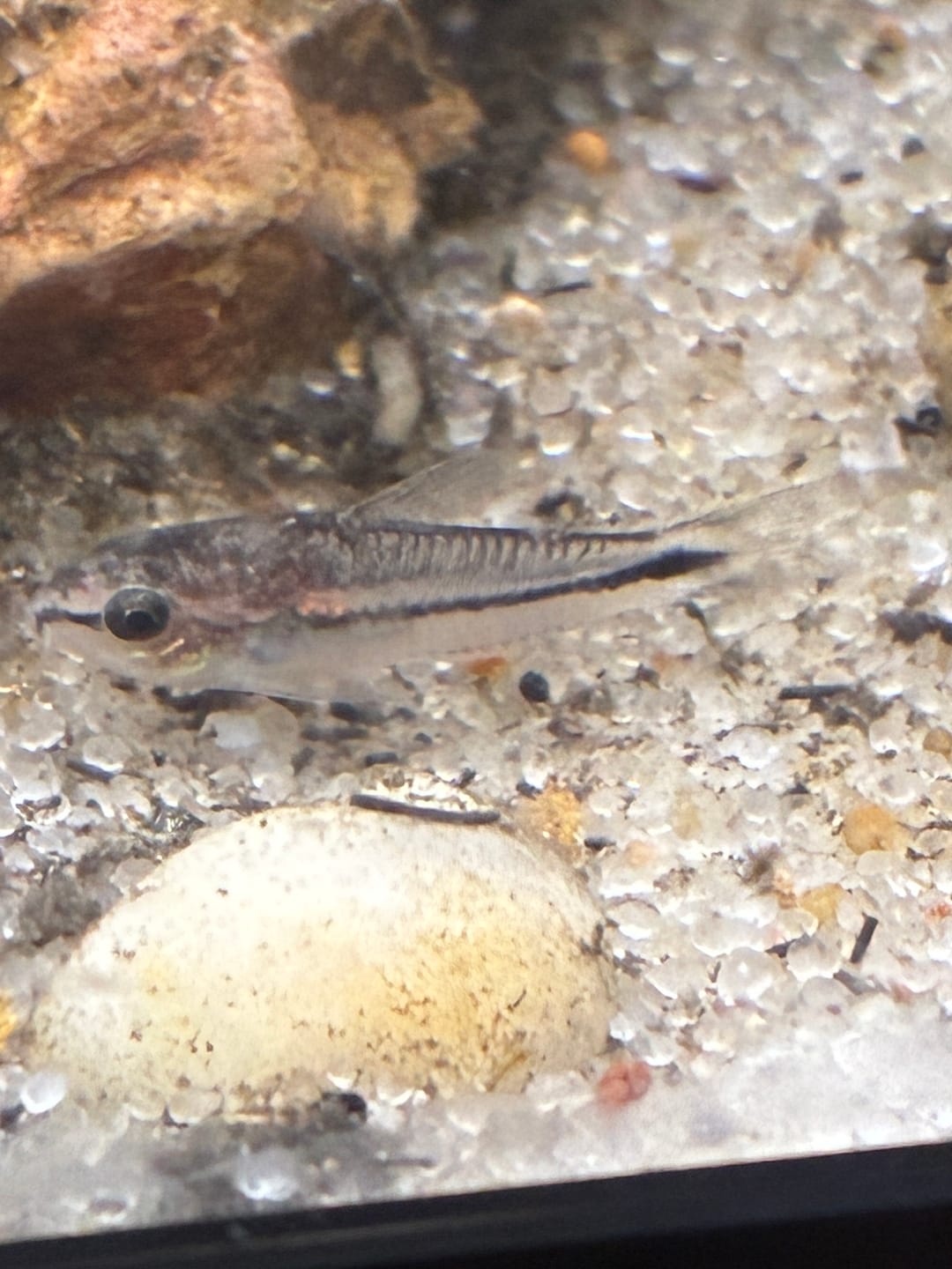 Customer photo review of Pygmy Cory Catfish (Corydoras pygmaeus)