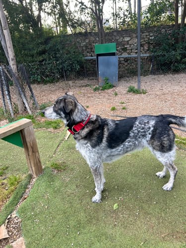 Customer photo review of 5cm Combat® Collar | With Handle & Secure Clip - Red