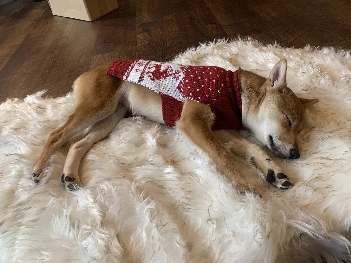 Customer photo review of Faux Fur Orthopedic Pup Rug - Curve White with Brown Accents