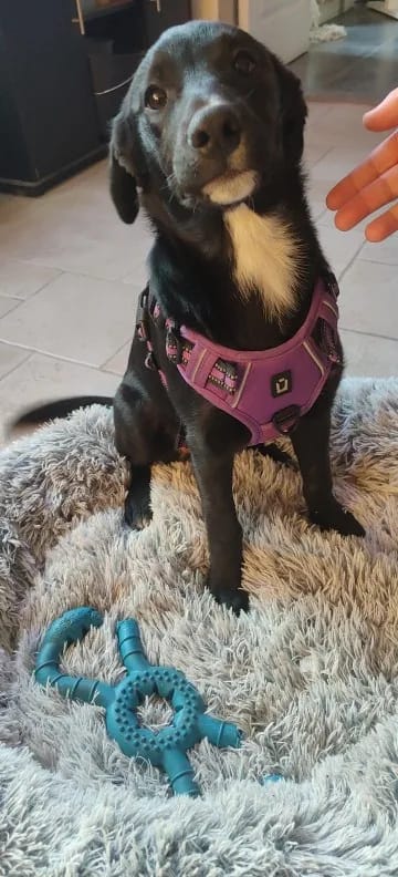 Customer photo review of TruePet Anti-Zug Hundegeschirr | No-Pull mit Front-D-Ring (Zinklegierung) | Air-Mesh Gepolstert | Reflektierend | 9 Farben | S-XL
