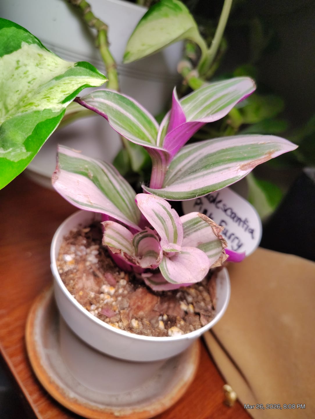 Customer photo review of Tradescantia cerinthoides - Pink Furry