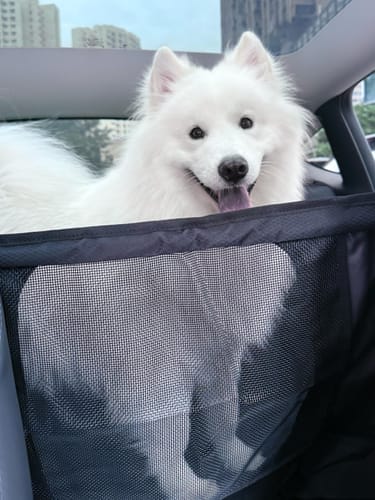 Customer photo review of Dogo Waterproof Car Pet Seat Cover Custom Hand Stitched