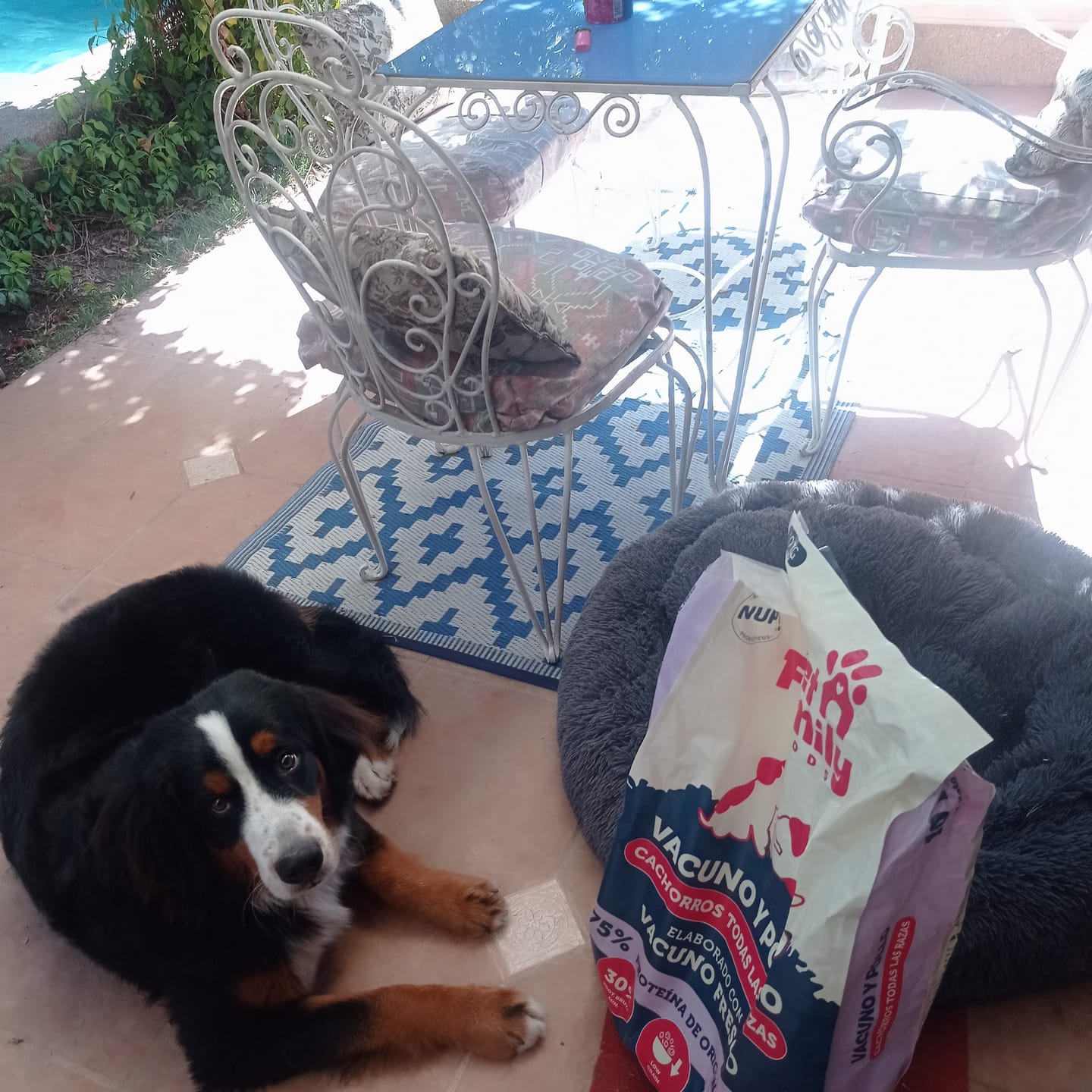 Customer photo review of PetFamily Foods Cachorros