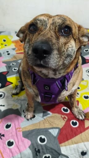 Customer photo review of TruePet Anti-Zug Hundegeschirr | No-Pull mit Front-D-Ring (Zinklegierung) | Air-Mesh Gepolstert | Reflektierend | 9 Farben | S-XL