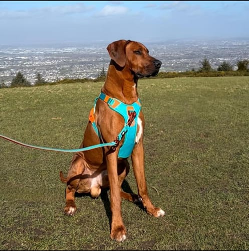 Customer photo review of Anti Pull Hurricane Harness Lighter | With Handle - Turquoise X Orange