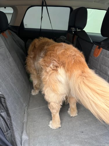 Customer photo review of Dogo Waterproof Car Pet Seat Cover Custom Hand Stitched
