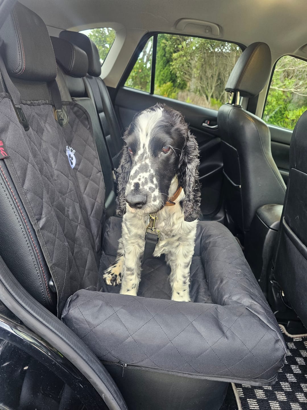 Customer photo review of Car Seat Cover