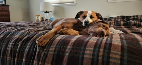 Customer photo review of Iron Paws Premium Dog Supplement