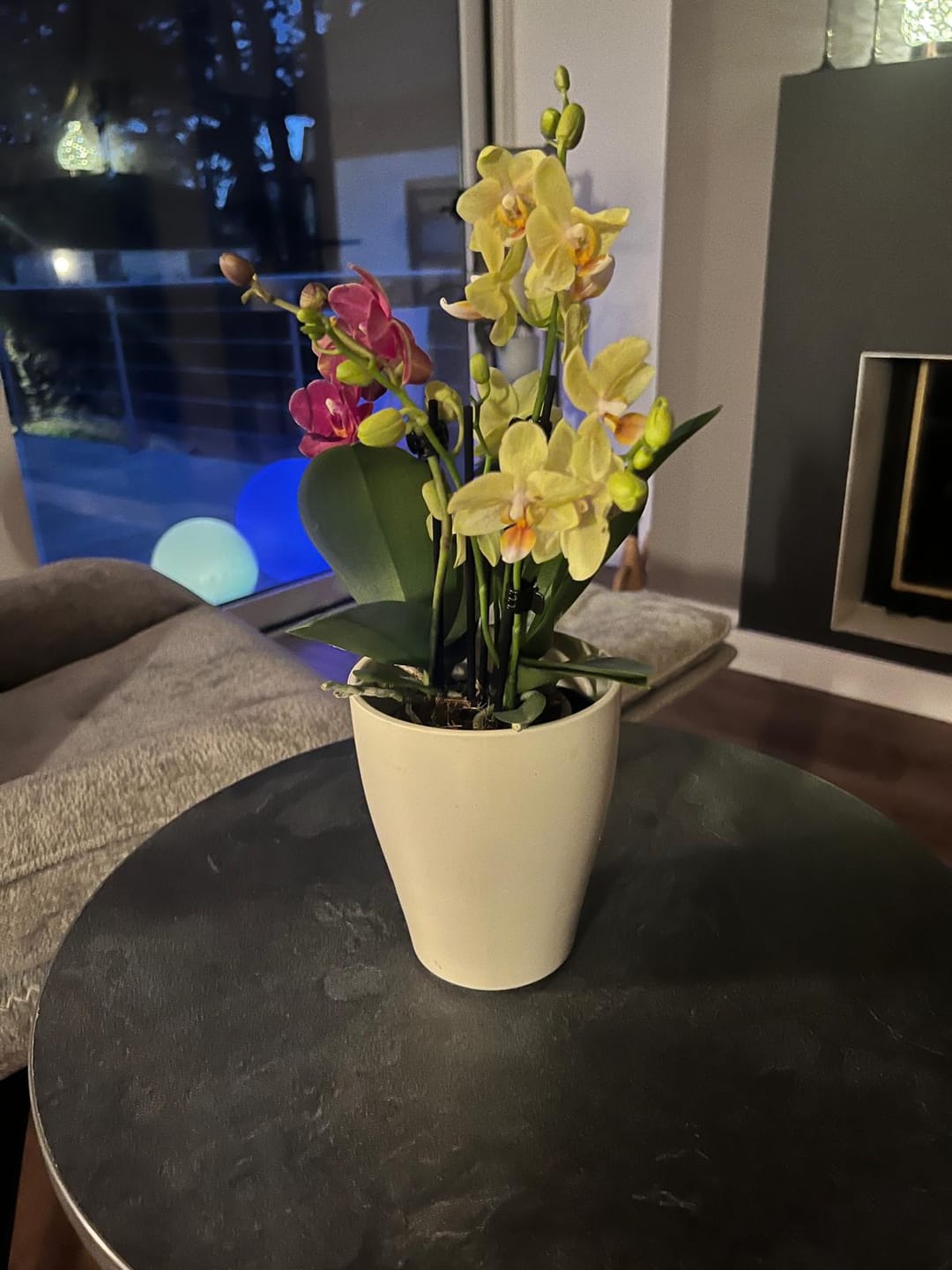 Customer photo review of Cocktail Orchidee mit violett-weißen Blüten und 5+ Rispen