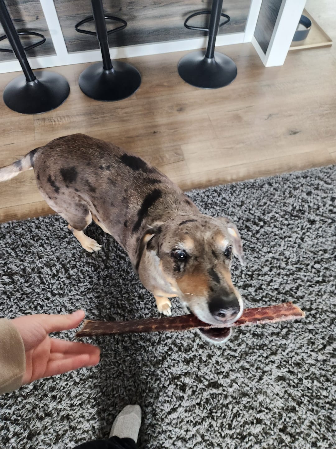 Customer photo review of 12 Inch Beef Jerky Strip