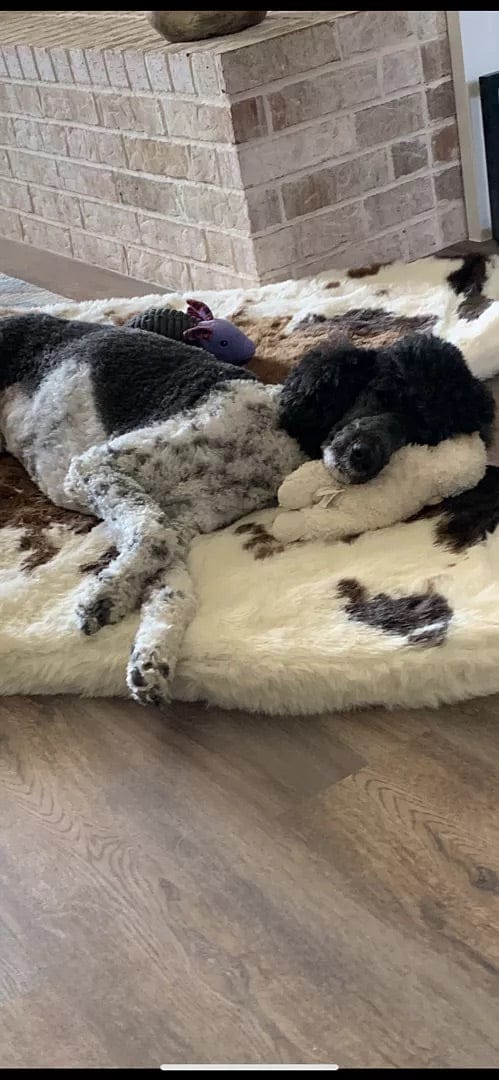 Customer photo review of Faux Fur Orthopedic Pup Rug - Curve White with Brown Accents