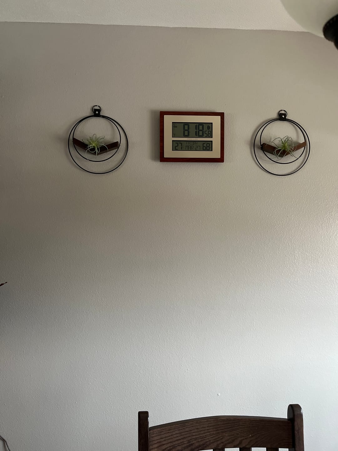 Customer photo review of Air Plant V-Hanger Duo