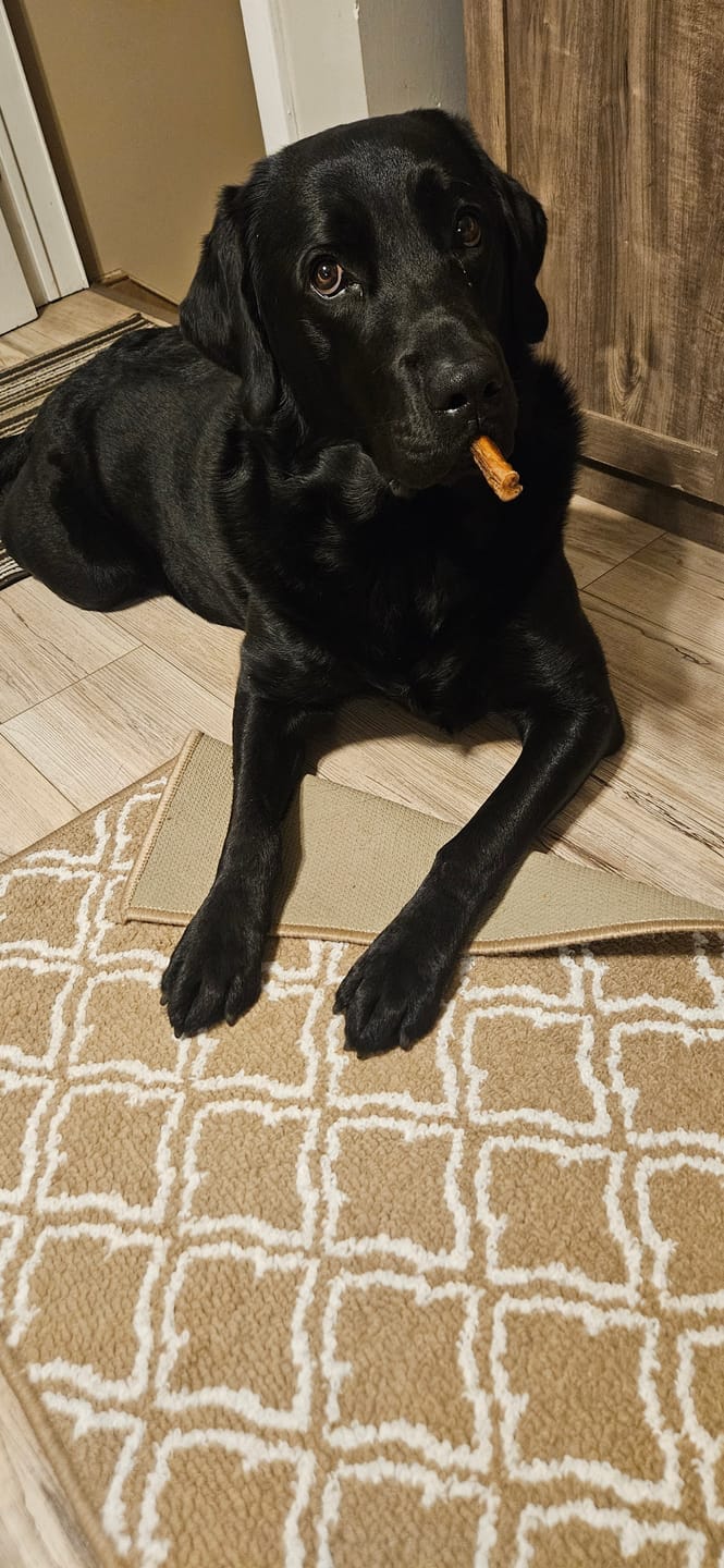 Customer photo review of Hickory Smoked Bully Sticks