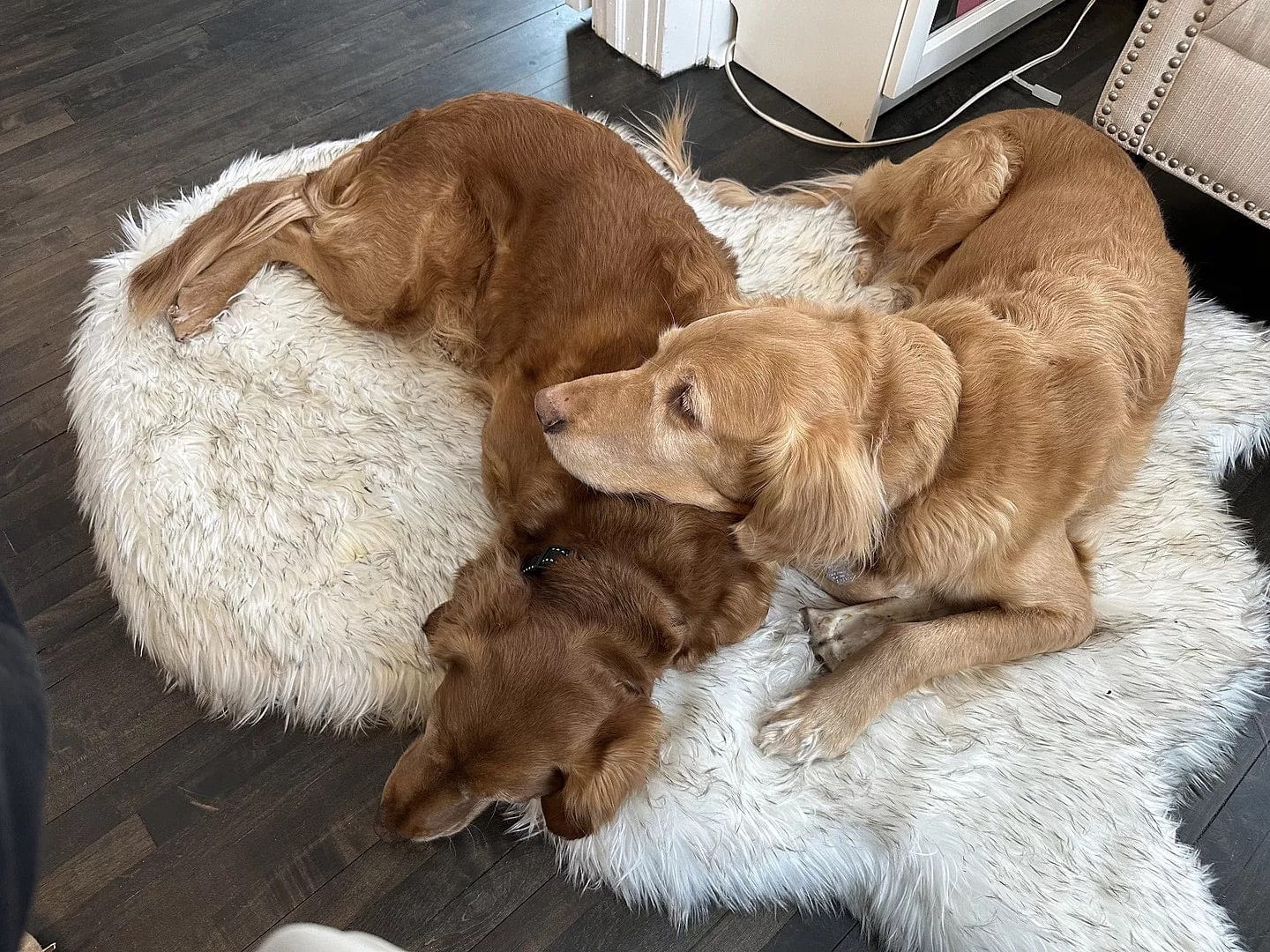 Customer photo review of Faux Fur Orthopedic Pup Rug - Curve White with Brown Accents