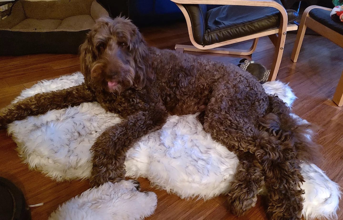 Customer photo review of Faux Fur Orthopedic Pup Rug - Curve White with Brown Accents
