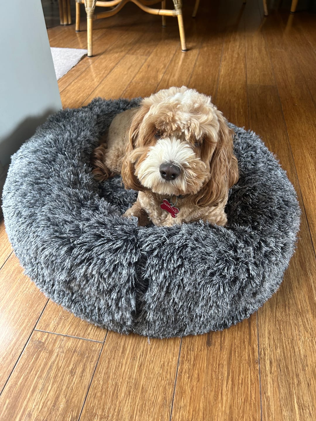 Customer photo review of Calming Pet Bed with Removable Cover