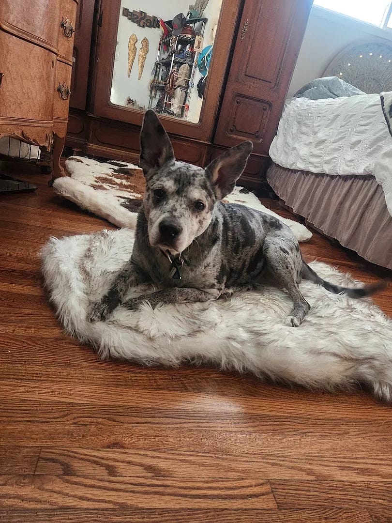Customer photo review of Faux Fur Orthopedic Pup Rug - Curve White with Brown Accents