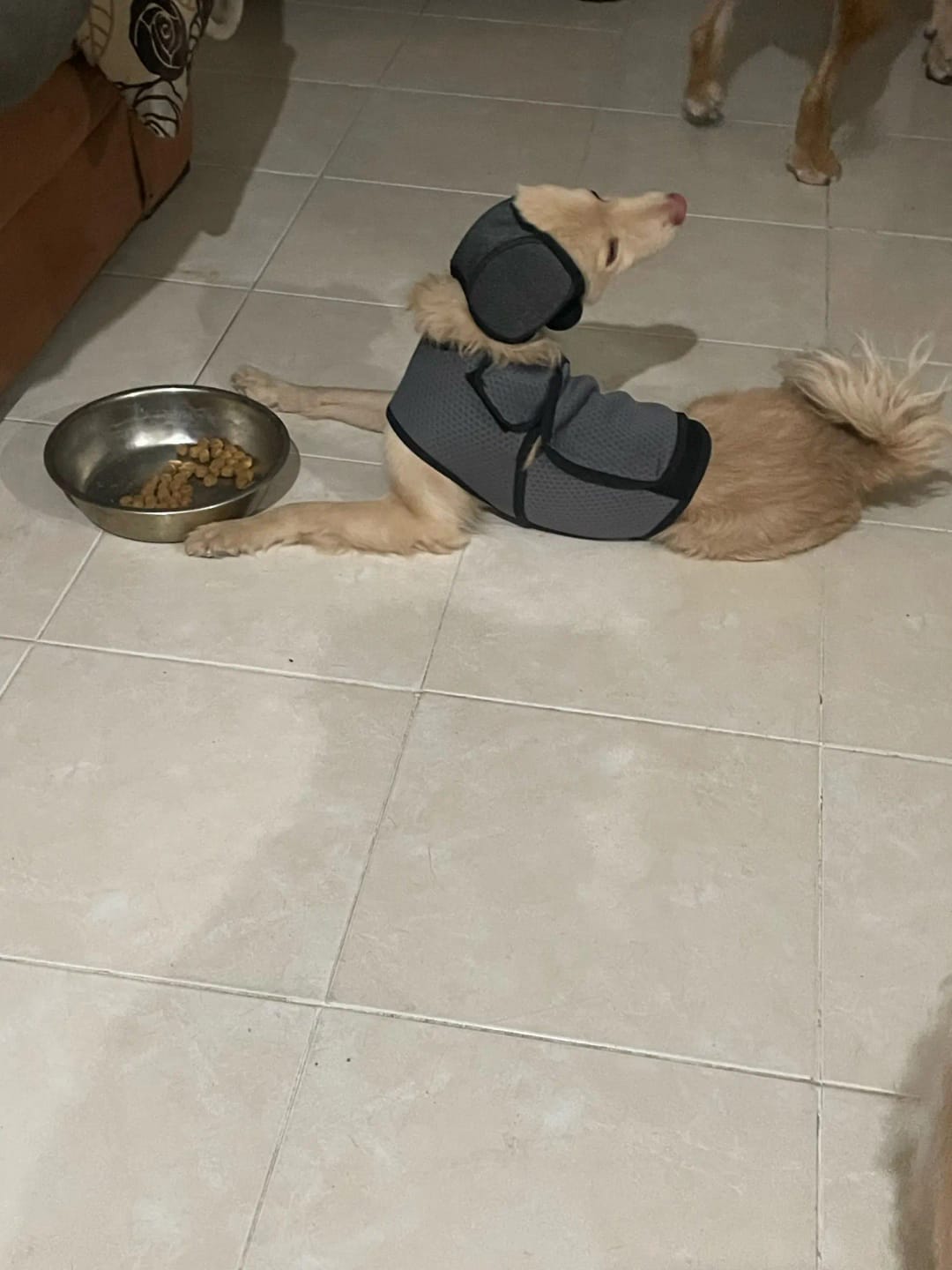 Customer photo review of TruePet Beruhigungsweste für Hunde | Anti-Angst Kompression bei Gewitter, Feuerwerk & Reisen | Atmungsaktiv | 7 Größen XS-XXXL (4-40 kg)