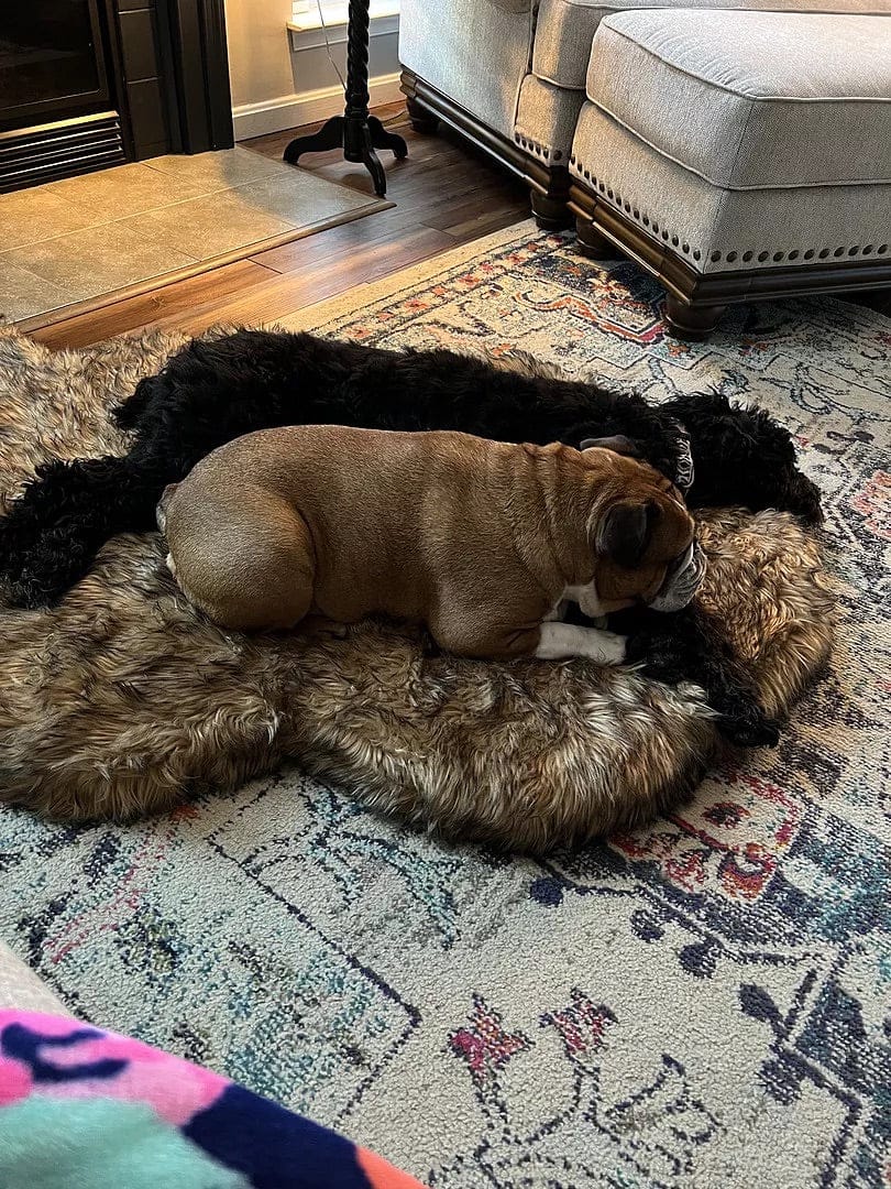 Customer photo review of Faux Fur Orthopedic PupRug - Curve Sable Tan