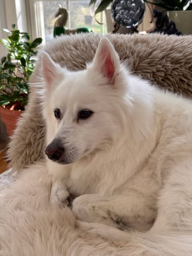 Customer photo review of Fresh Breath, Strong Gums, and Clean Teeth with the DE-01™ Dental Dogbiotic