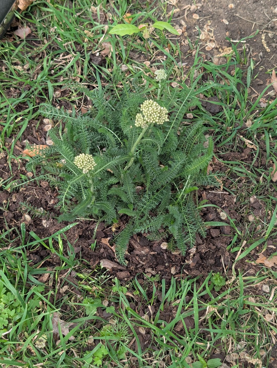 Customer photo review of Yarrow