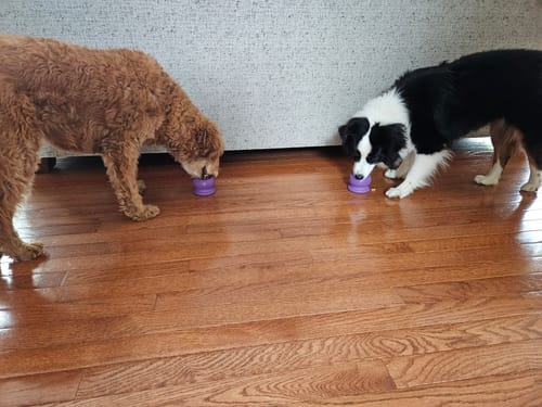 Customer photo review of Freezball - Durable Fillable Dog Chew Bone