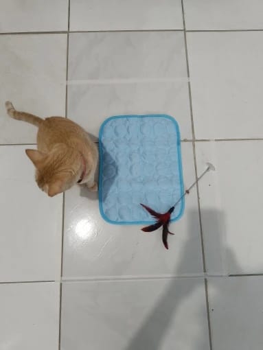 Customer photo review of TruePet Kühlmatte für Hunde & Katzen | Selbstkühlend ohne Strom | XS bis 2XL