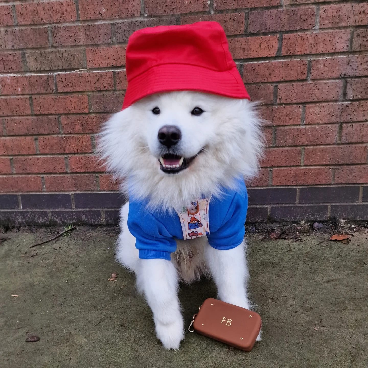 Customer photo review of Silicone Treat Pouch - Paddington™ Suitcase