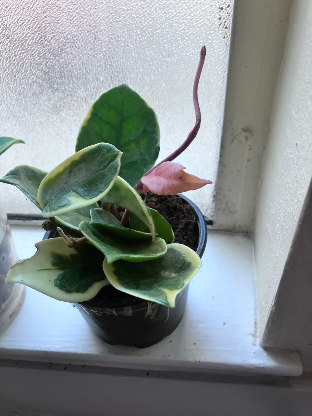 Customer photo review of Hoya Carnosa ‘Krimson Queen' in 4" Grow Pot – Tricolor Variegated Hoya Plant – Easy Care Trailing Houseplant - Air Purifying Indoor Plant - Tropical Houseplant - Easy Care Plant