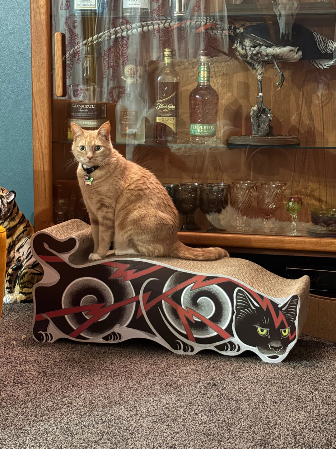 Customer photo review of Electric Cat Scratcher