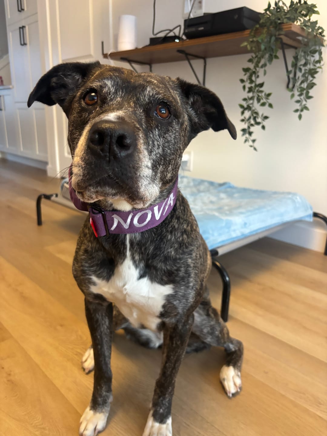 Customer photo review of 2" Tactik Dog Collar - Grape