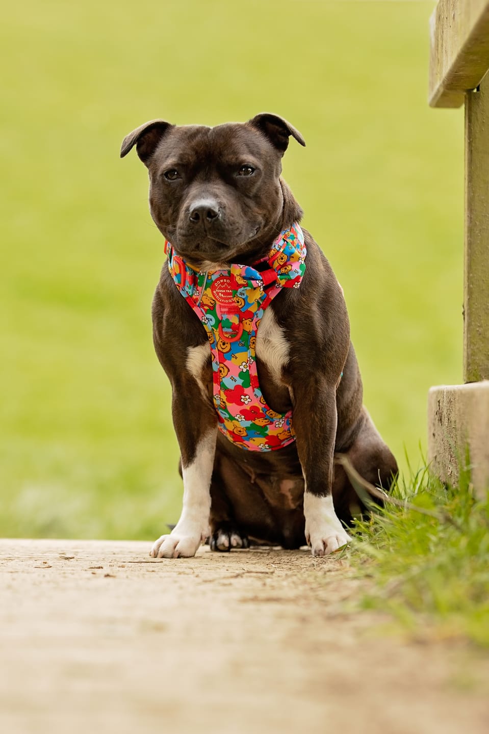 Customer photo review of Disney© Tough Trails™ Harness - Winnie Goes Retro