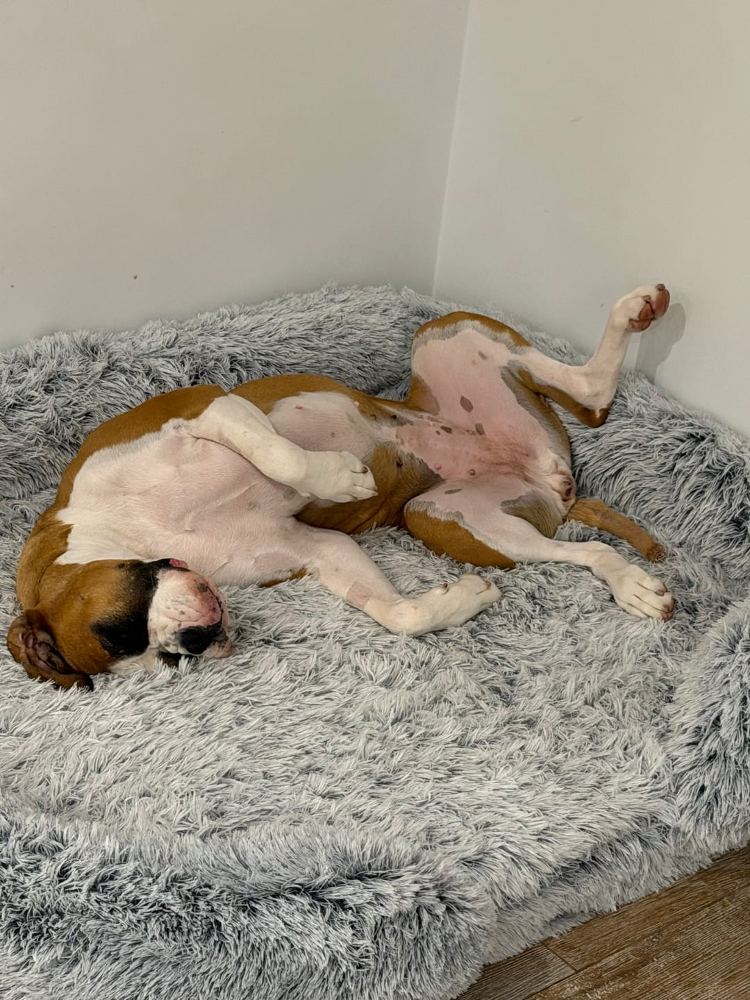 Customer photo review of Pet Orthopaedic Bed