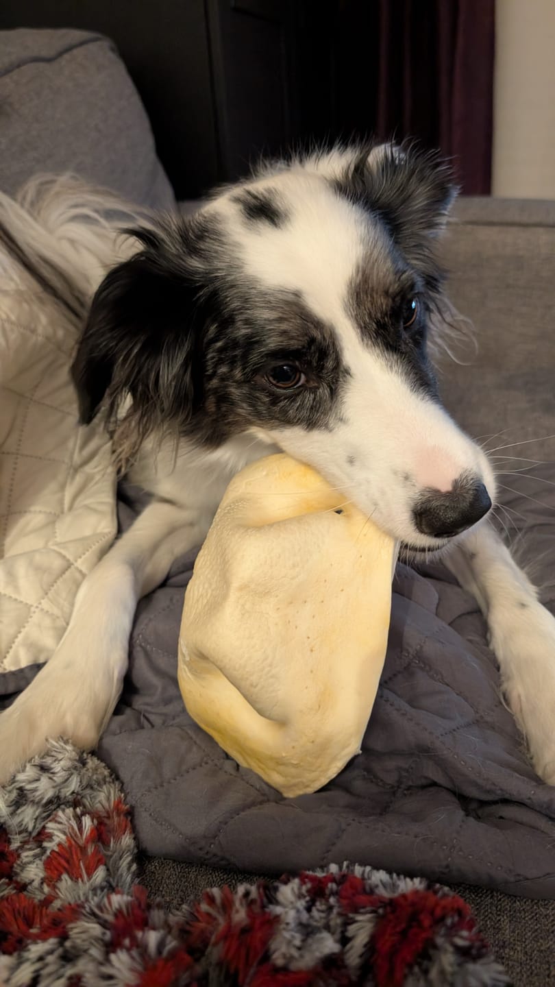 Customer photo review of Vrac Nature's Own - Museau de Boeuf pour chien