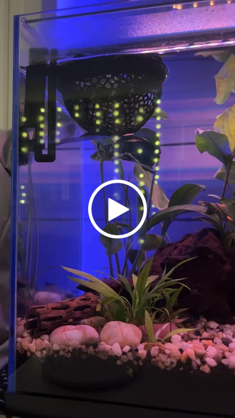 Customer video review of Blue Marble Dot Halfmoon Male Betta Fish | Grower Pick