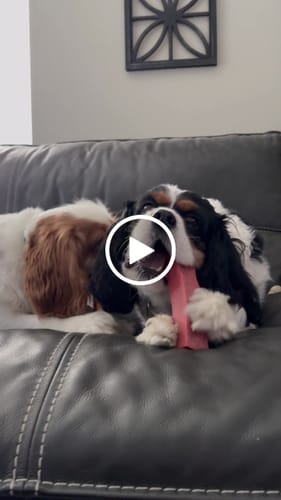 Customer video review of Peanut butter yak chews