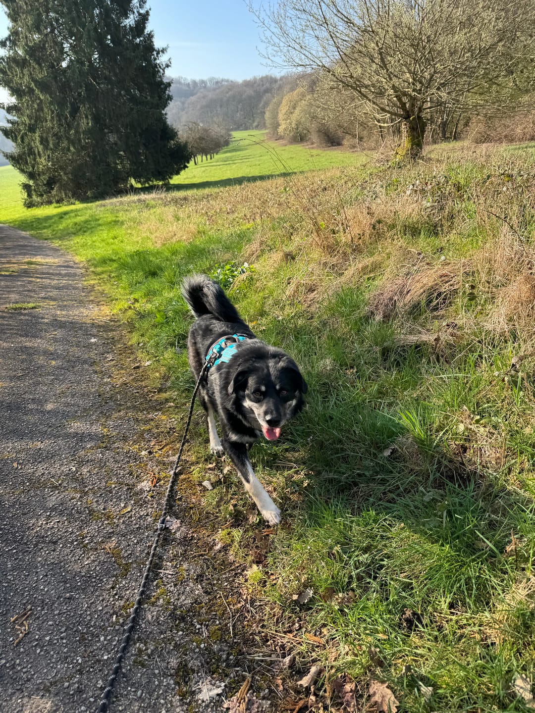 Customer photo review of Wurmtest Plus Hund