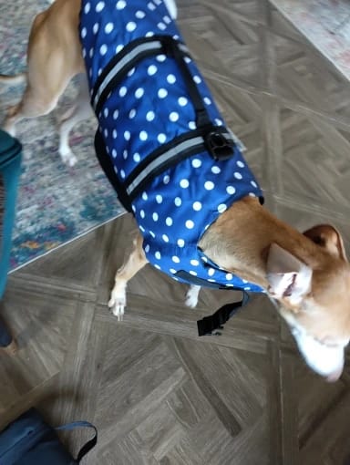 Customer photo review of TruePet Hunde-Schwimmweste mit Rettungsgriff | Reflektierend | Verstellbar | XXS-XXL