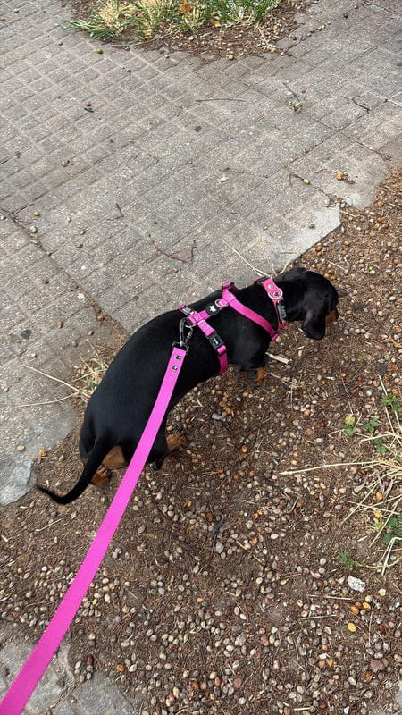 Customer photo review of Arnes H Pets Club Confort