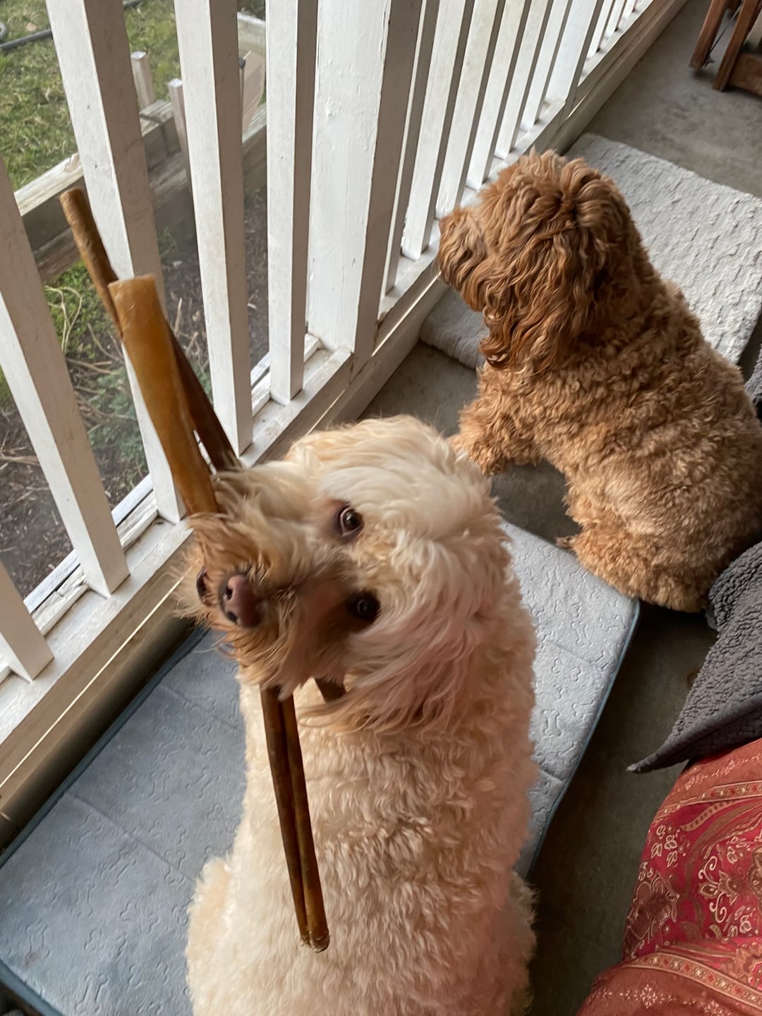 Customer photo review of 12 Inch Bully Coated Gourmet Collagen Sticks