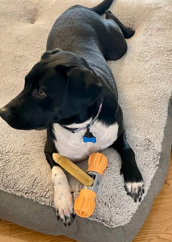 A customer's black and white dog rests on its bed with a Himalayan Yak Chew secured in a toy holder between its paws.
